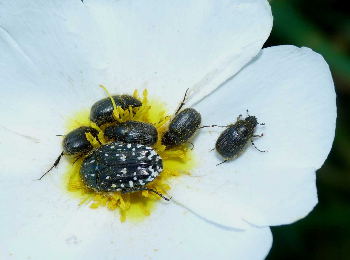 Paratriodonta romana (Melolonthidae)